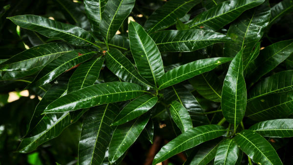 Weight Loss Tips How Chewing Mango Leaves Helps to Reduce Weight in Tamil