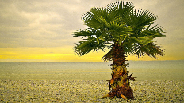 How Palm Trees Naturally Prevent Lightning Strikes in Tamil How Palm Trees Naturally Prevent Lightning Strikes in Tamil