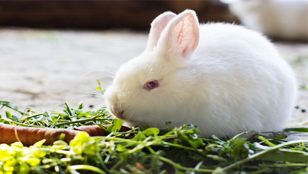 Why Some Animals Eat Their Own Poop in Tamil