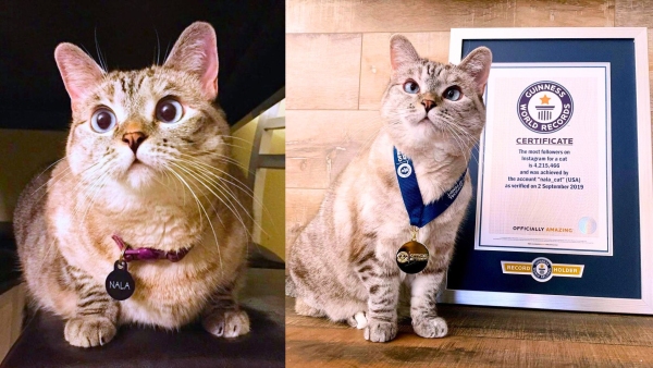 World s Richest Cat Who Earns Rs 1200000 for One Instagram Post