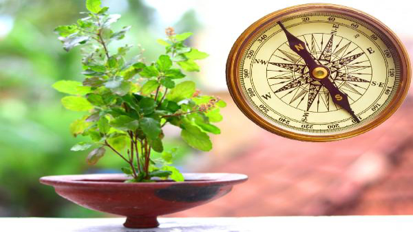 Vastu Shastra Never Place Tulsi Plant Near These Places in Home in Tamil
