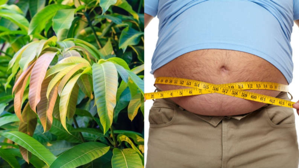 Weight Loss Tips How Chewing Mango Leaves Helps to Reduce Weight in Tamil