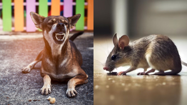 Why Some Animals Eat Their Own Poop in Tamil