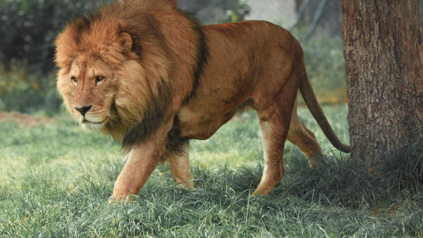 Why Lion Is Called The King Of The Jungle in Tamil