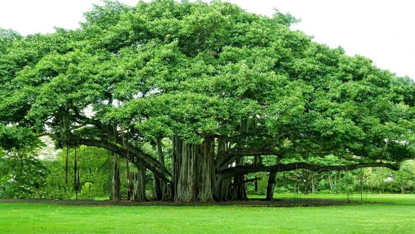 https www indiatimes com worth news 50-rolls-royce-cars-rs-1000-crore-diamond-indias-first-billionaire-mir-osman-ali-khan-636974 html https www indiatimes com worth news 50-rolls-royce-cars-rs-1000-crore-diamond-indias-first-billionaire-mir-osman-ali-khan-636974 html