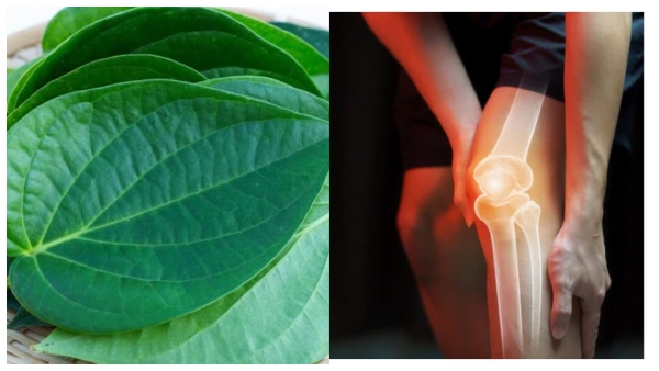 betel leaf controlled uric acid how betel leaf controlled uric acid how