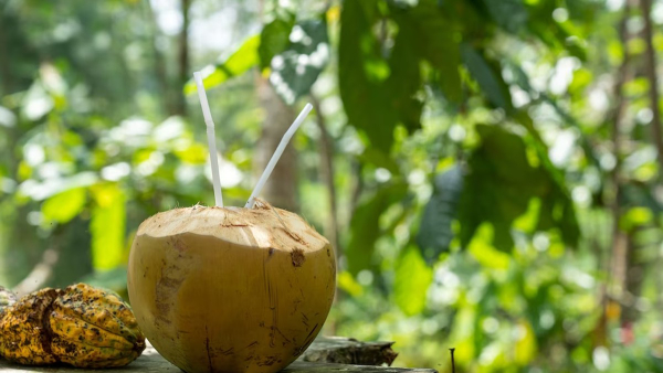 Who Should Avoid Drinking Coconut Water in Tamil
