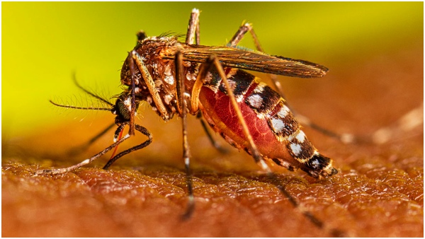 Dengue Cases Increase In Tamil Nadu Doctor Explains How Dengue Fever Look Like And When To Be Alerted