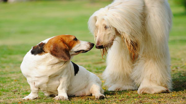 Why Do Dogs Sniff Each Other s Butts in Tamil