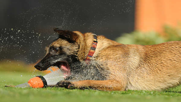 Interesting Facts About Dogs World in Tamil Interesting Facts About Dogs World in Tamil