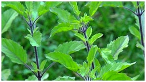 dont-give-these-plants-to-others-as-a-gift