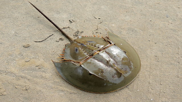 Why Horseshoe Crab Blood Is The Most Expensive In The World