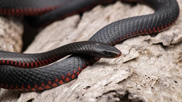 How Snakes Lost Their Legs in Tamil