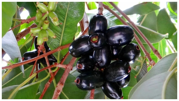 Side Effects Of Eating Jamun Fruit here the details