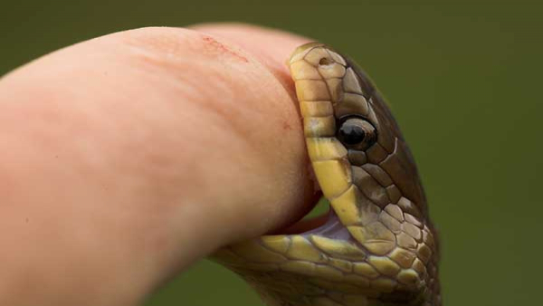 Land of Snakes in India Where People Keep Cobras in Their Homes as Pet Land of Snakes in India Where People Keep Cobras in Their Homes as Pet