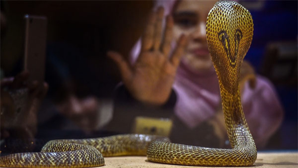 Land of Snakes in India Where People Keep Cobras in Their Homes as Pet Land of Snakes in India Where People Keep Cobras in Their Homes as Pet