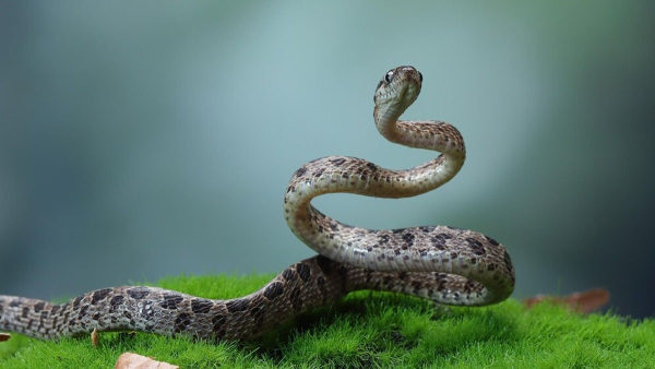 Why Do Snakes Prefers to Live On Sandalwood Trees Why Do Snakes Prefers to Live On Sandalwood Trees