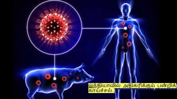 Swine Flu Cases increased in india