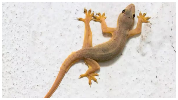 follow these simple tricks and tips for keep lizards away from your kitchen