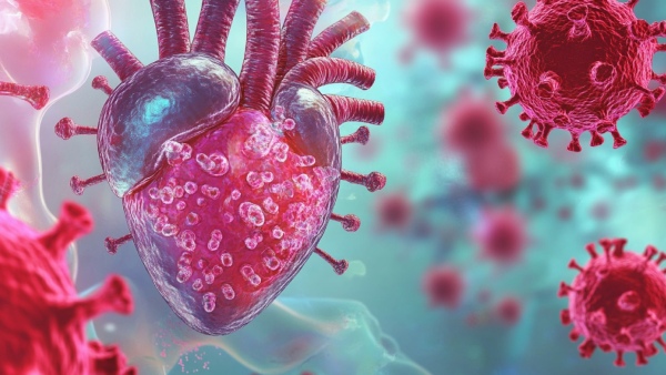 Heart Damage Top 5 Viruses That Damage Heart Muscles
