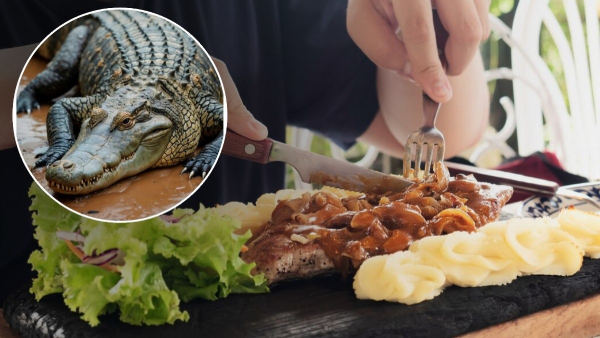 Why Thailand People Love to Eat Crocodile Meat in Tamil