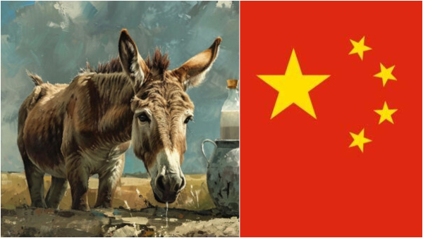 Why China Is Importing Donkeys From Pakistan in Tamil