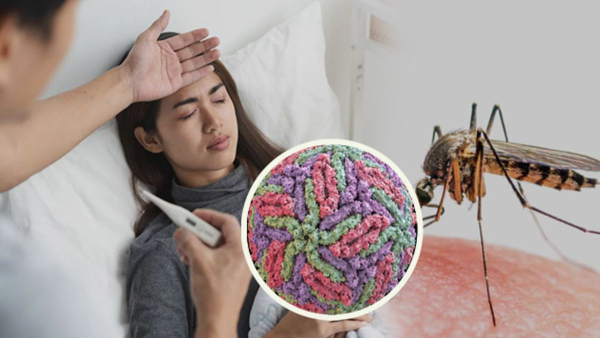 Dengue Fever Where do Dengue Mosquitoes Bite the Most in Tamil