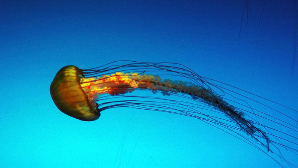 Unique Animal That Considered As Immortal