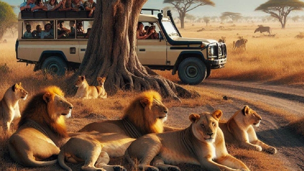 Why Lions Not Attack People When They are in a Safari Vehicle