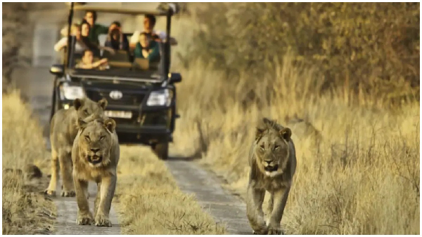 Why Lions Not Attack People When They are in a Safari Vehicle