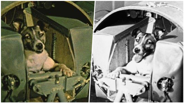 What Happened To The First Dog To Go To Space in Tamil