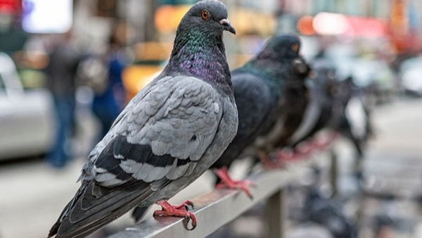 Why Bird Poop Is White and What Health Risks It Cause to Human