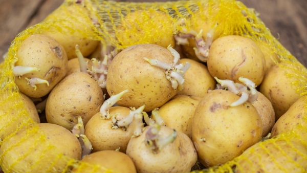 Never Eat Green Sprouted Potatoes Can Cause Fatal Toxicity