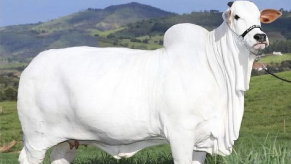 World s Most Expensive Cow Sold for Rs 35 Crore