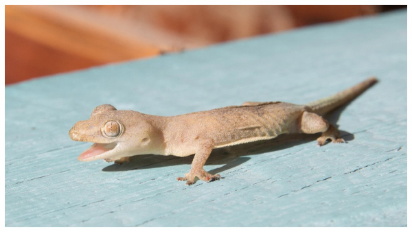 Why Lizards not Fall From Walls in Tamil