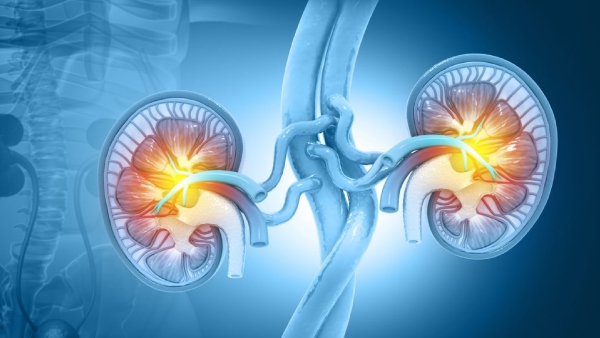 International Yoga Day 2025 Top 5 Yoga Asanas To Improve Kidney Health International Yoga Day 2025 Top 5 Yoga Asanas To Improve Kidney Health