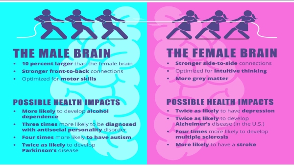 Women Brain Is 10 Smaller Than Men Brain Recent Study Says