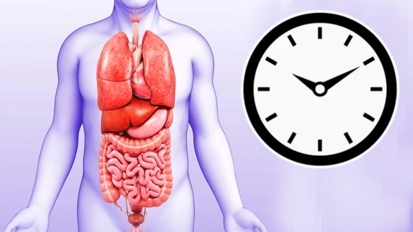 Doctor Reveals Body s Organ Clock Secrets that Boost Health amp amp Energy Naturally