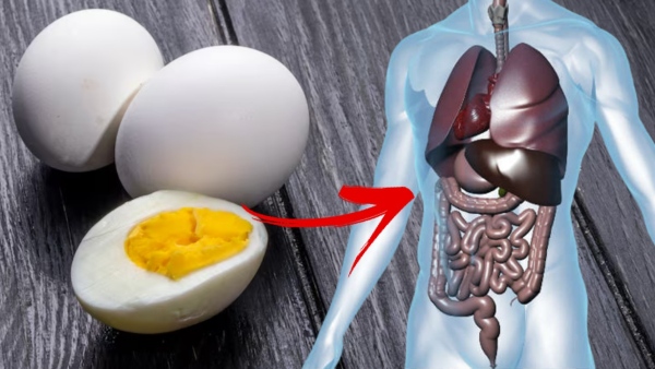 Gastroenterologist Shares What Happen If You Eat Eggs Daily for 2 Weeks