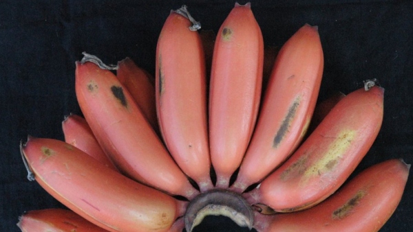 Ayurvedic Doctor Lists Foods To Boost Kids Brain Health And Memory Power During Exam Time