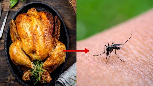 Chikungunya Cases Rise In TamilNadu Can Eating Chicken Cause Chikungunya