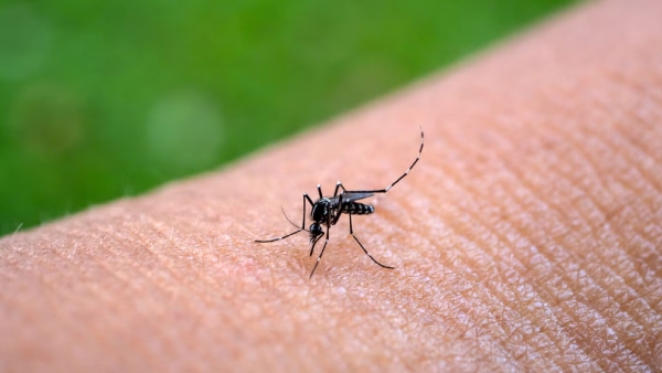 Chikungunya Cases Rise In TamilNadu Can Eating Chicken Cause Chikungunya