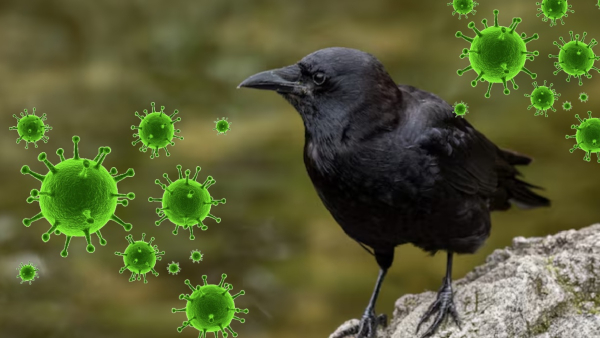 Bird Flu Alert In Chennai What Are The Symptoms of H5N1 And How People Can Stay Safe