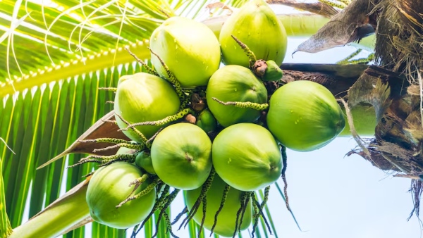 Tamil Nadu Election 2026 Why Tender Coconut Is Favourite Campaign Drink of South Indian Politicians Tamil Nadu Election 2026 Why Tender Coconut Is Favourite Campaign Drink of South Indian Politicians