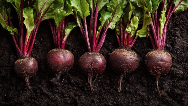 Liver Health Top 10 Foods That Detox Liver Naturally