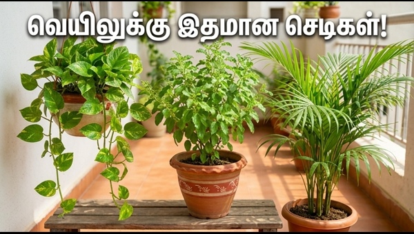 Best Indoor Plants for Summer: Keep Your Home Cool and Attract Wealth with Vastu Tips