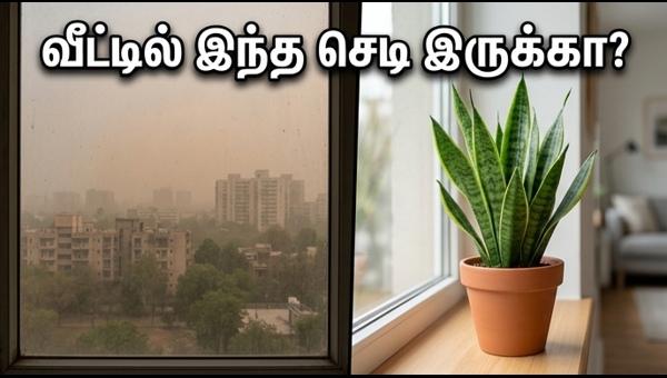 Best Vastu Indoor Plants for Clean Air and Positive Energy 2026: A Complete Guide to Home Wellness