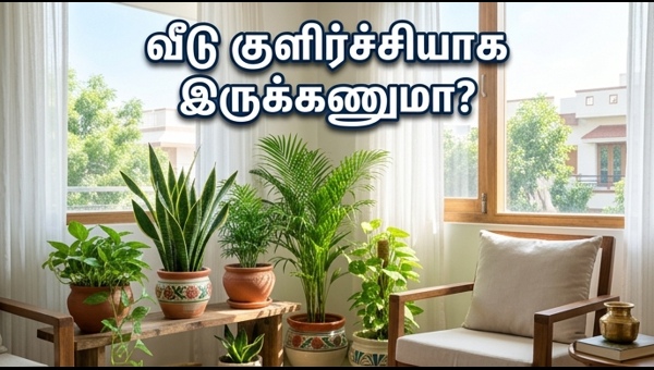 Indoor Plants Vastu Tips: How to Keep Your Home Cool and Attract Wealth This Summer