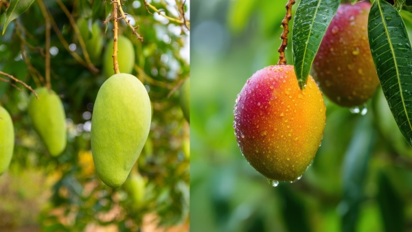 Raw Mango Vs Ripe Mango Which Is Better for Health