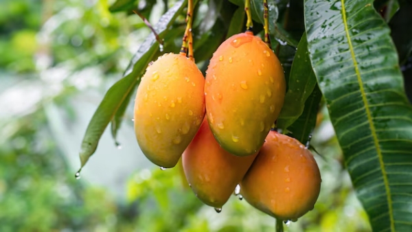 Doctor Lists The Health Benefits Of Mango And Things To Consider When Buying Mangoes